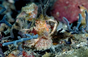 North Sulawesi-2018-DSC04917_rc- Corallimorth decorator crab - Crabe decorateur - Cyclocoeloma tuberculata